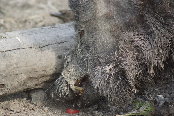 Yaban domuzu - sus scrofa — Stok fotoğraf