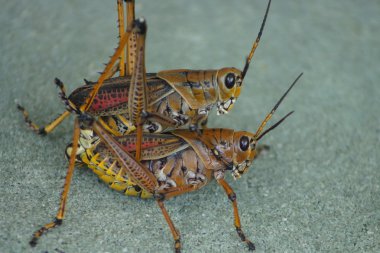 Doğu Lubber çekirge - Romalea guttata