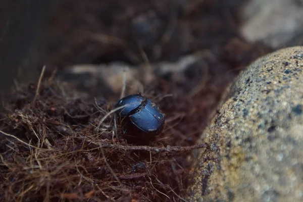 Dung Beetle terne - Canthon pilularis — Photo