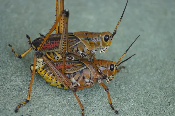 Lubber oriental Grasshopper - Romalea guttata — Foto de Stock