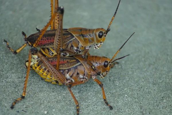 Oriental Lubber Grasshopper - Romalea guttata — Fotografia de Stock