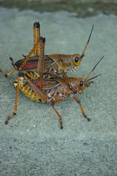 Oriental Lubber Grasshopper - Romalea guttata — Fotografia de Stock