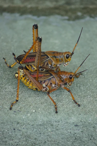 Lubber oriental Grasshopper - Romalea guttata — Foto de Stock