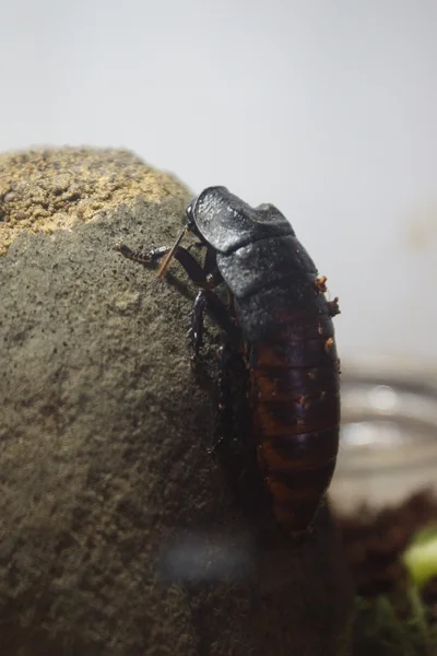 Madagaskar Hvæsende kakerlak - Gromphadorhina portentosa - Stock-foto