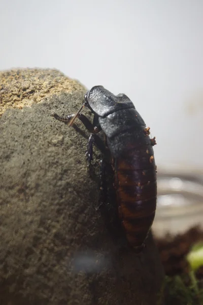 Madagáscar Hissing Barata - Gromphadorhina portentosa — Fotografia de Stock