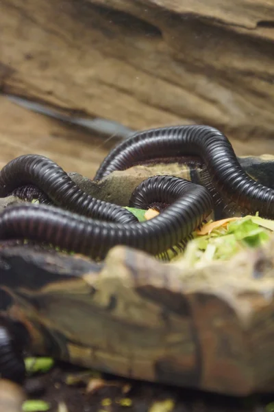 Óriás afrikai százlábú - Archispirostreptus gigas Stock Kép