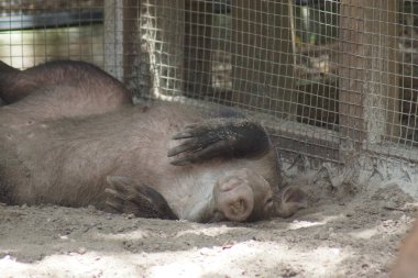 Aardvark - Orycteropus afer