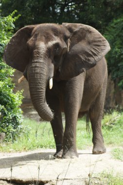 Afrika bush fil - loxodonta africana