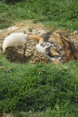 Afrika avcılık köpek - lycaon pictus