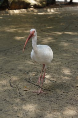 Amerikan beyaz Ibis - eudocimus albus
