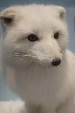 Kutup tilkisi - Vulpes lagopus