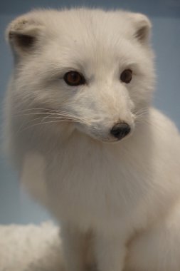 Kutup tilkisi - Vulpes lagopus