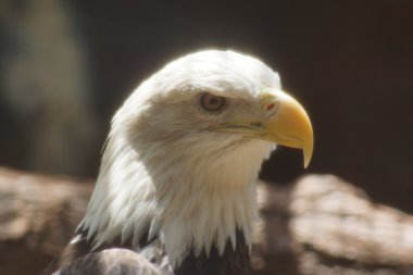 Kel kartal - haliaeetus leucocephalus