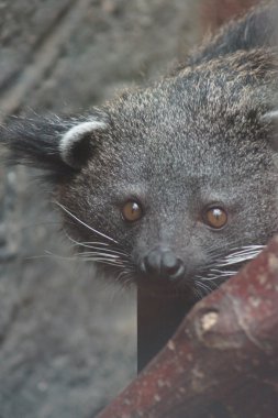 Binturong - Arctictis binturong