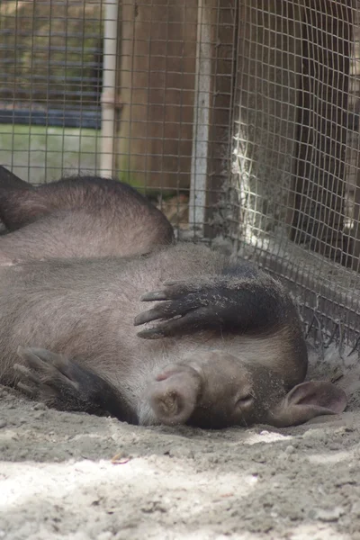 Aardvark - Orycteropus afer — Stockfoto