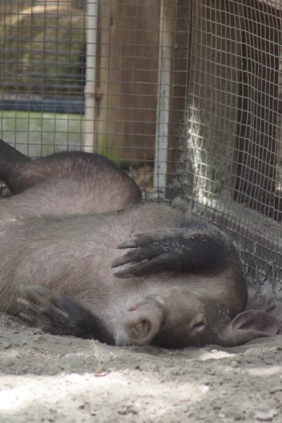 Aardvark - Orycteropus afer — Stok fotoğraf