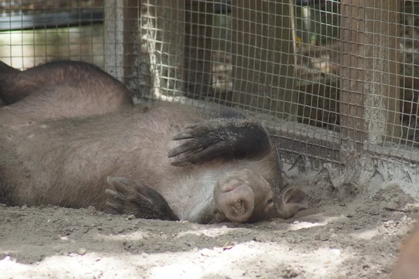 Aardvark - Orycteropus afer — Φωτογραφία Αρχείου