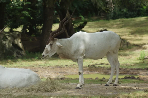 Addax - Addax nasomaculatus — Stock Photo, Image