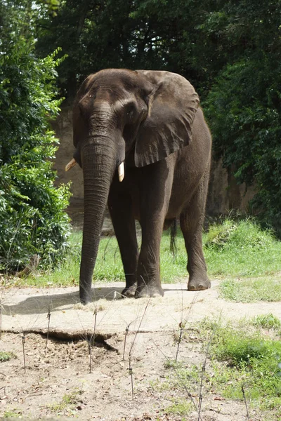 Elefante africano Bush - Loxodonta africana —  Fotos de Stock