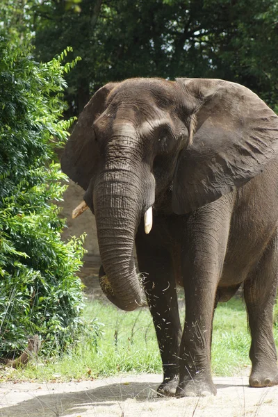 Elefante africano Bush - Loxodonta africana — Foto de Stock