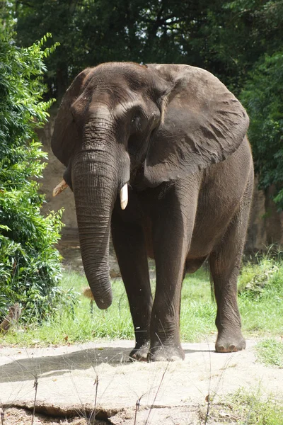 Elefante africano Bush - Loxodonta africana —  Fotos de Stock