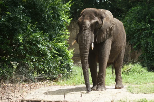 Afrikanischer Buschelefant - loxodonta africana — Stockfoto