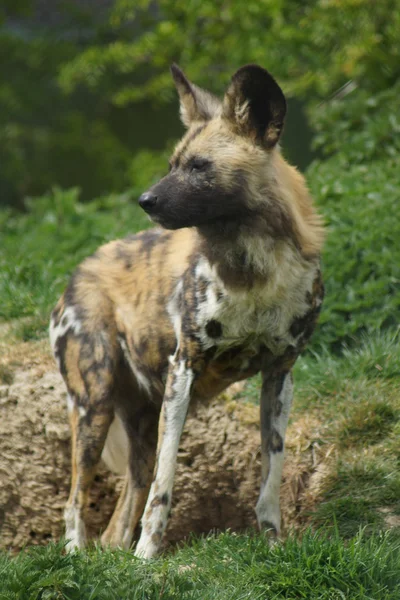 Cão de caça africano - Lycaon pictus — Fotografia de Stock