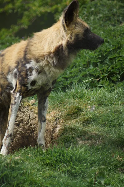 Cane da caccia africano - Lycaon pictus — Foto Stock