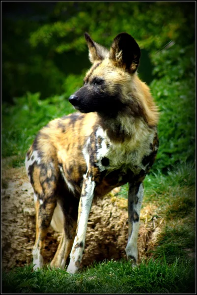 Cane da caccia africano - Lycaon pictus — Foto Stock