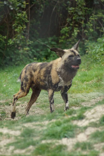 Perro de caza africano - Lycaon pictus —  Fotos de Stock