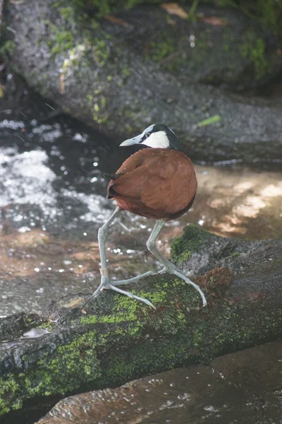 アフリカ レンカク科 - Actophilornis ・ アフリカヌス — ストック写真