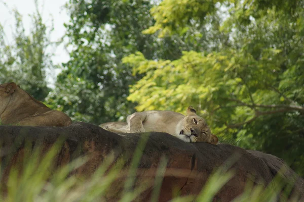 Leone africano - Panthera leo — Foto Stock