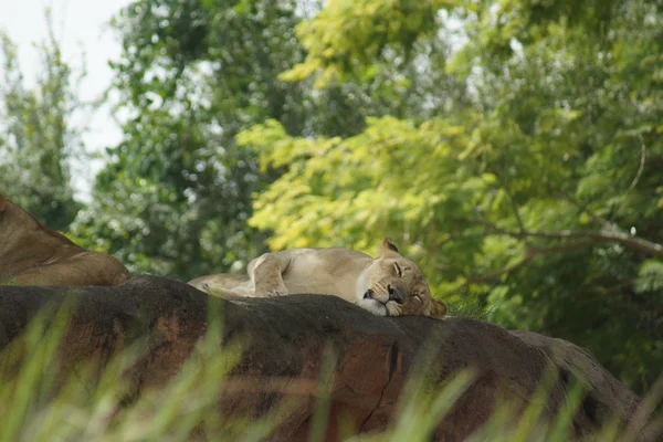 Leone africano - Panthera leo — Foto Stock