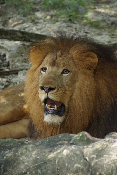 African Lion - Panthera leo — Stock Photo, Image