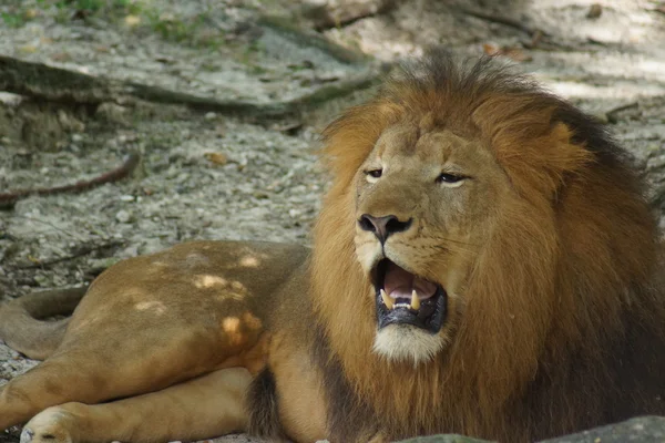 Leão africano - Panthera leo — Fotografia de Stock