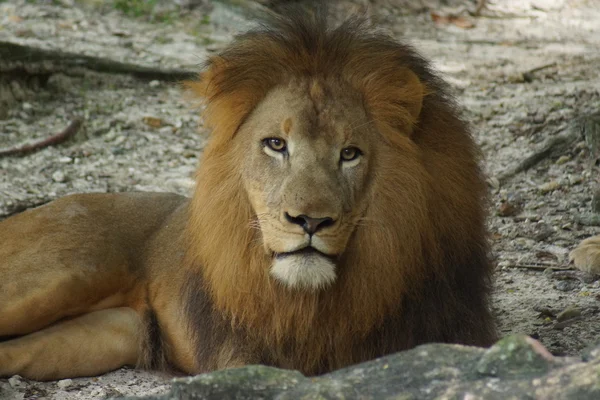 African Lion - Panthera leo — Stock Photo, Image