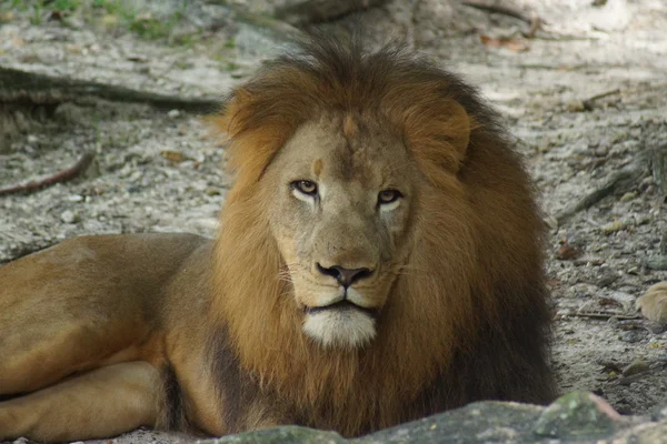 African Lion - Panthera leo — Stock Photo, Image