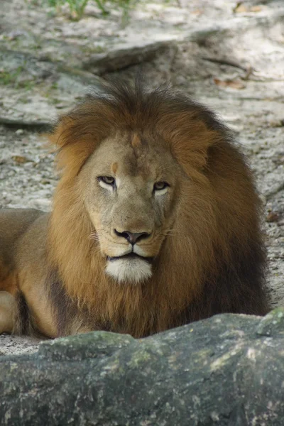 Afrika aslanı - panthera leo — Stok fotoğraf