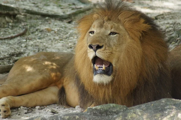 African Lion - Panthera leo — Stock Photo, Image