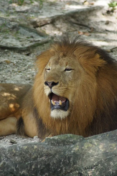 African Lion - Panthera leo — Stock Photo, Image