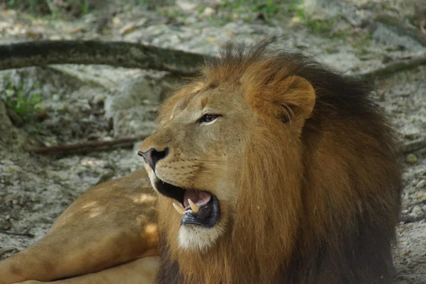 African Lion - Panthera leo — Stock Photo, Image