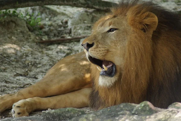 African Lion - Panthera leo — Stock Photo, Image