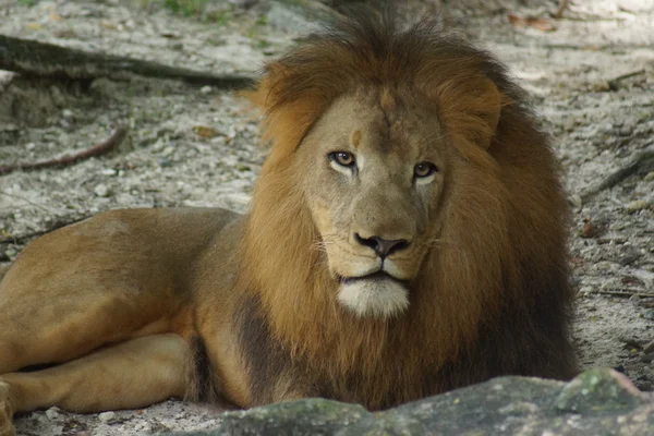 African Lion - Panthera leo — Stock Photo, Image