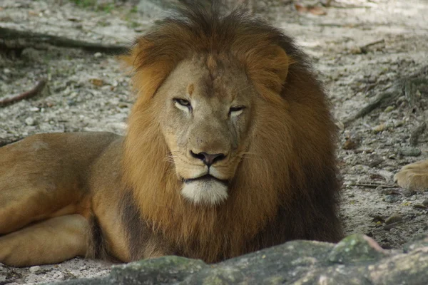 African Lion - Panthera leo — Stock Photo, Image