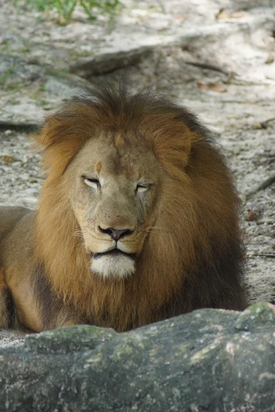 African Lion - Panthera leo — Stock Photo, Image