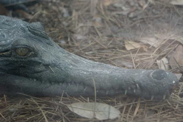Afrikai páncélos krokodil - Mecistops cataphractus — Stock Fotó