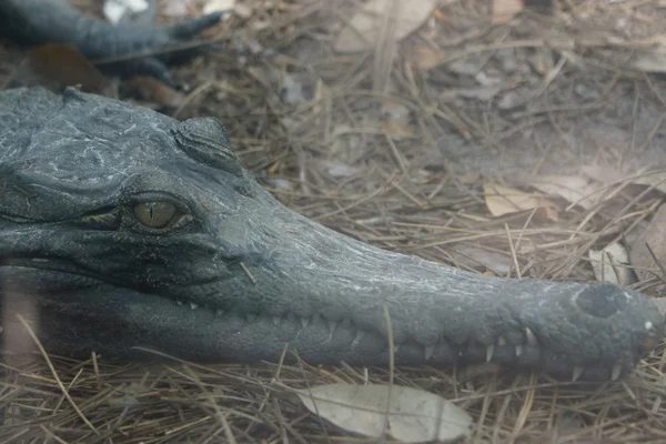 Crocodile à museau mince d'Afrique - Mecistops cataphractus — Photo