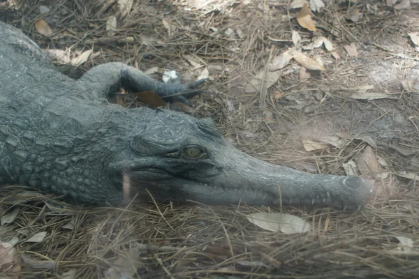 Crocodile à museau mince d'Afrique - Mecistops cataphractus — Photo