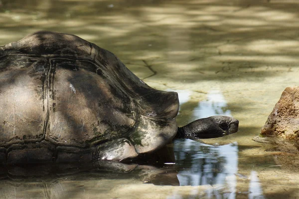 Aldabra Giant Tortoise - Aldabrachelys gigantea — Stock Photo, Image