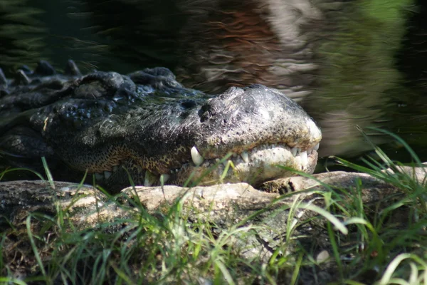 Amerikan timsahı - alligator mississippiensis — Stok fotoğraf